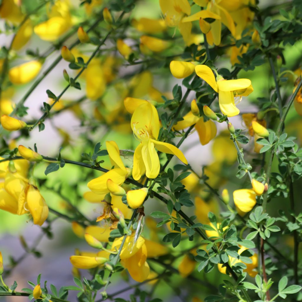Semillas de Retama negra - Cytisus scoparius