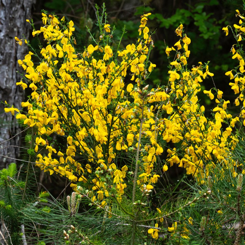 Semillas de Retama negra - Cytisus scoparius