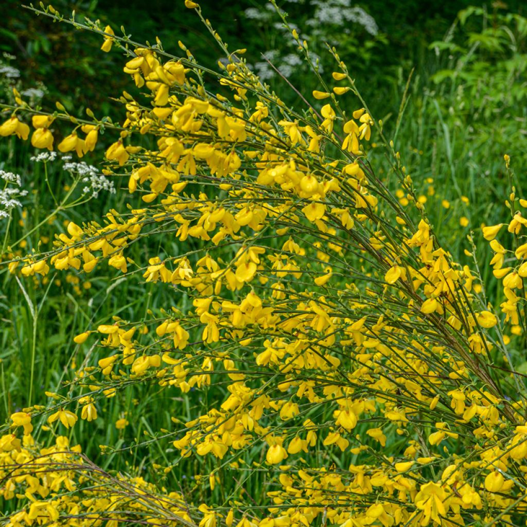 Semillas de Retama negra - Cytisus scoparius