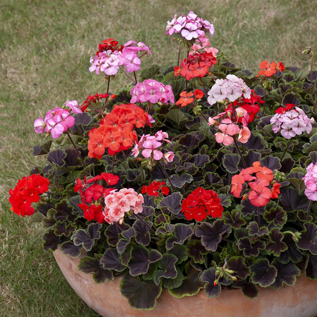 Geranio Horizon Shadow Mix F1- Pelargonium