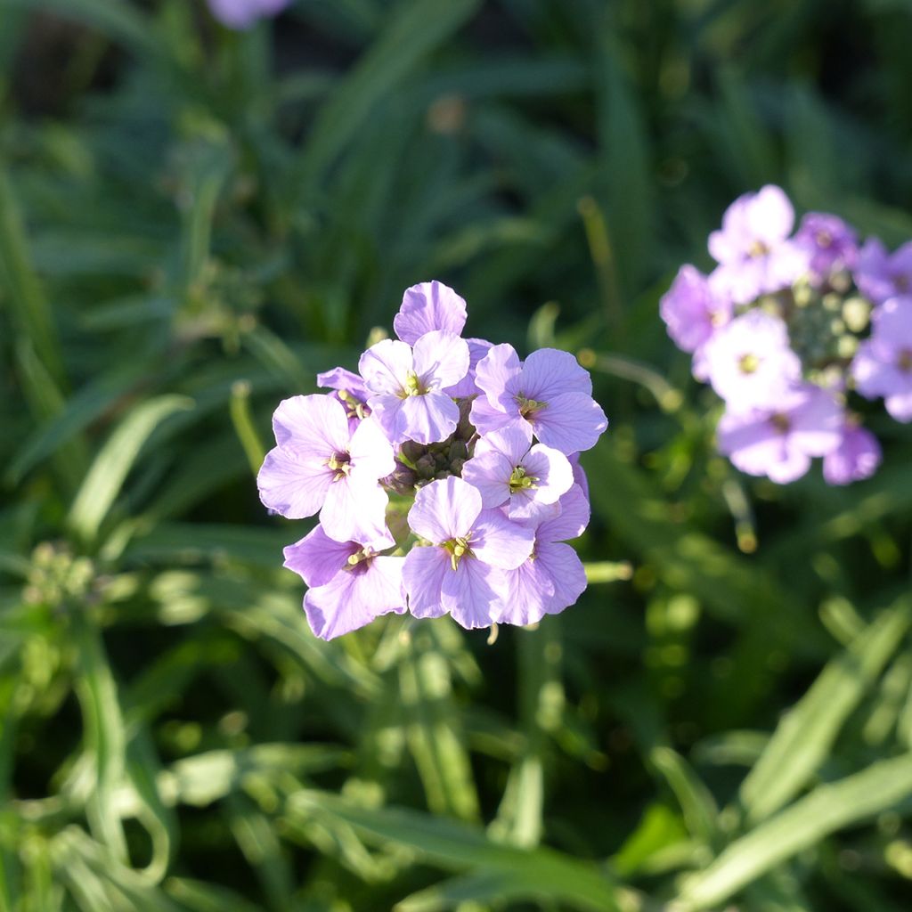 Semillas de Matthiola incana Little Kiss lilac - Alhelí