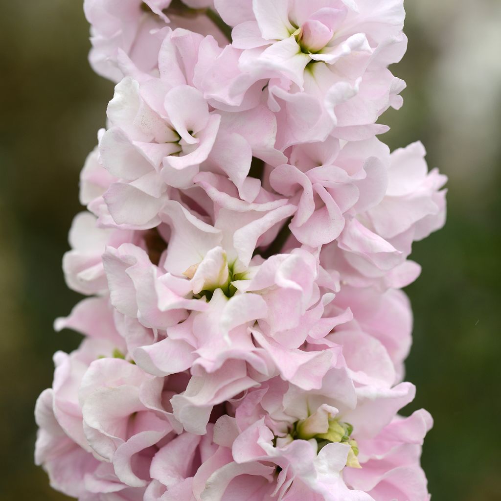 Semillas de Matthiola incana Classic Malmaison Pink - Alhelí