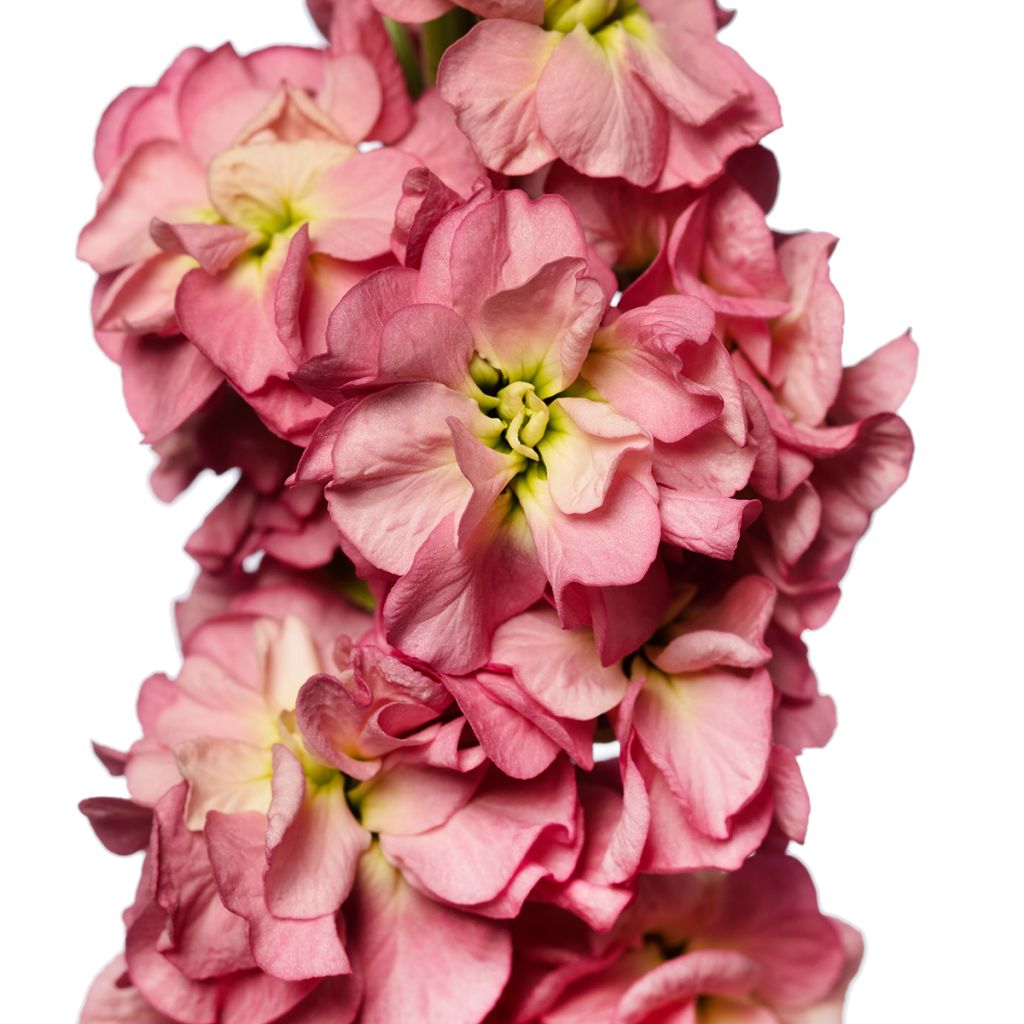 Semillas de Alhelí Stox Antique Rose