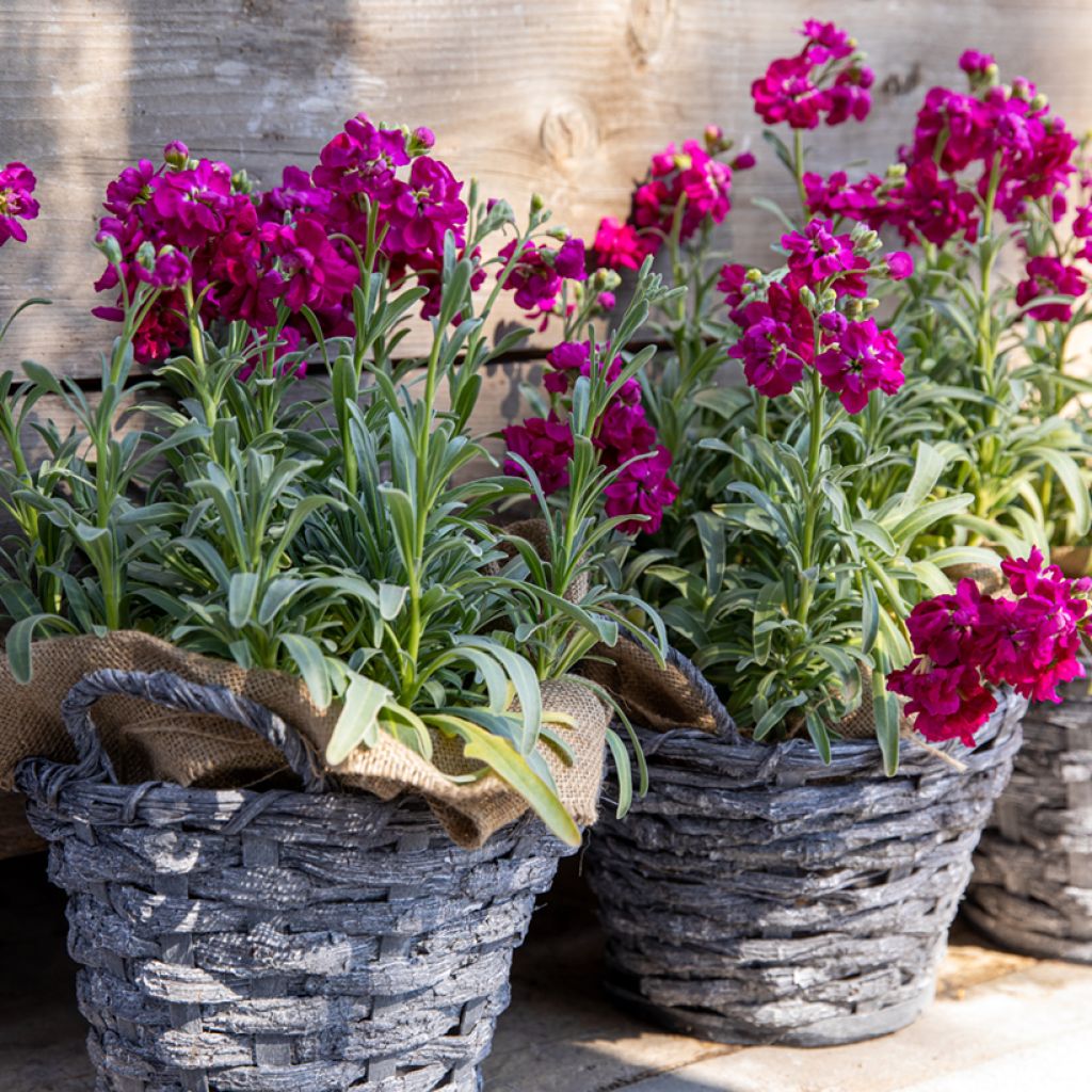 Matthiola incana Anytime Red (semillas) - Alhelí