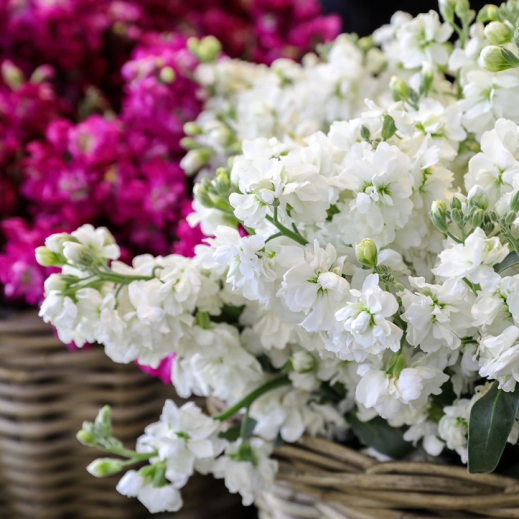 Matthiola incana Anytime White (semillas) - Alhelí