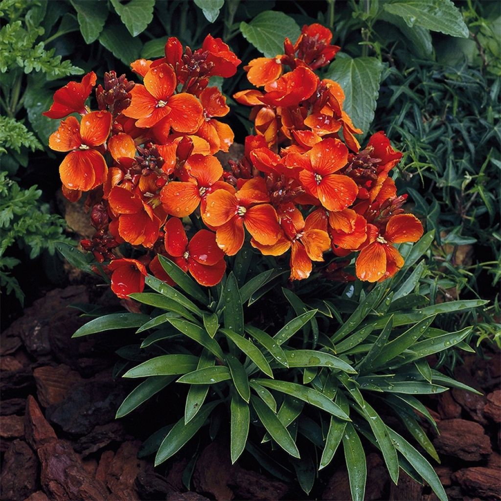 Graines de Giroflée ravenelle Bedder Scarlet - Erysimum ou Cheiranthus cheirii