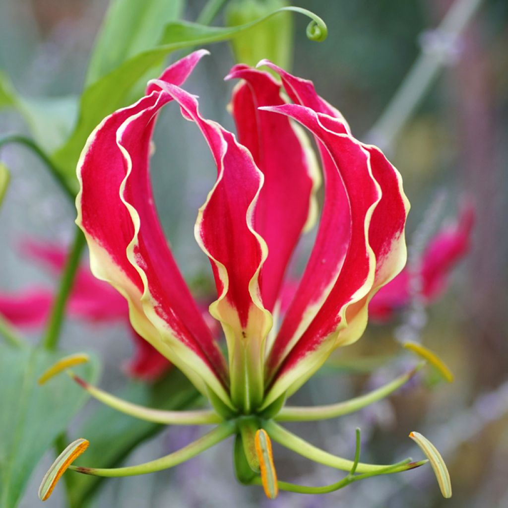 Semillas de Gloriosa superba Rothschildiana