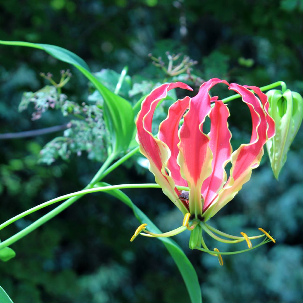 Semillas de Gloriosa superba Rothschildiana