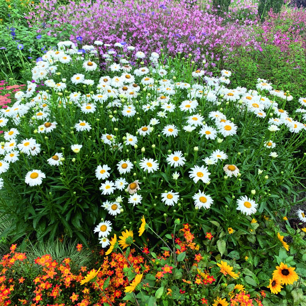 Semillas de Margarita Reina Crazy Daisy - Leucanthemum x superbum