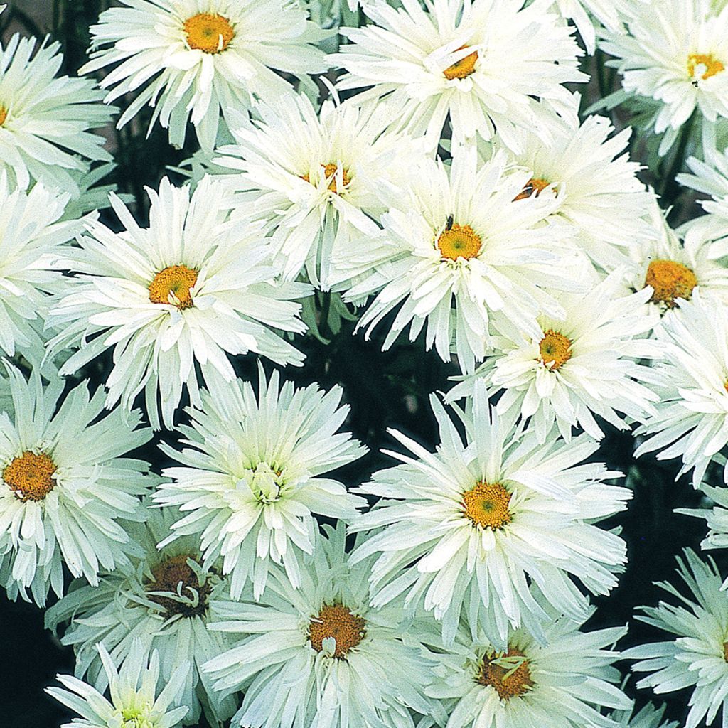 Semillas de Margarita Reina Crazy Daisy - Leucanthemum x superbum