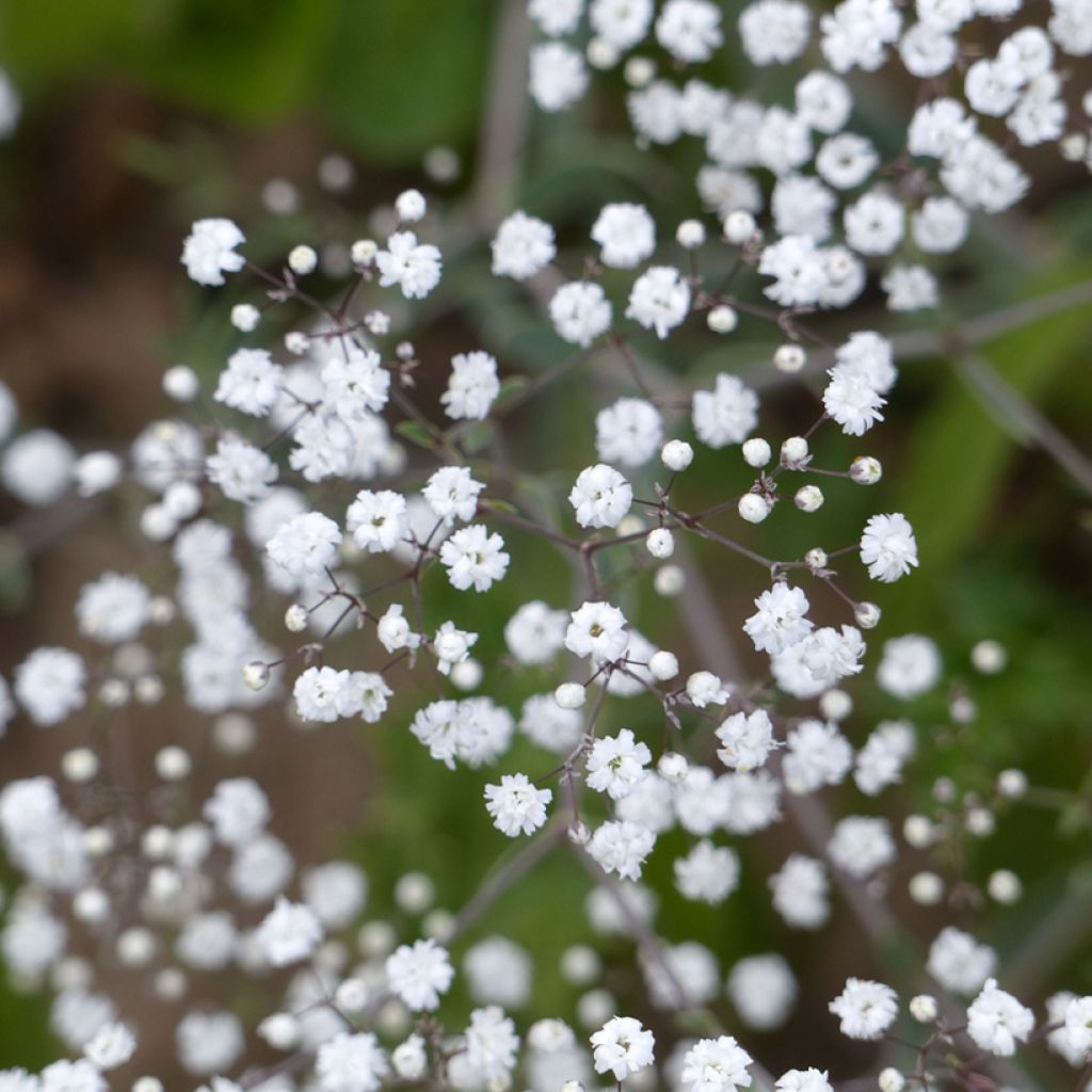 Gypsophila paniculata Snowflake (semillas) - Velo de novia