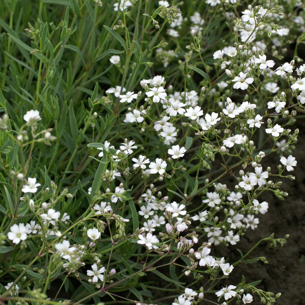 Semillas de Aliento de bebé Alba - Gypsophila repens