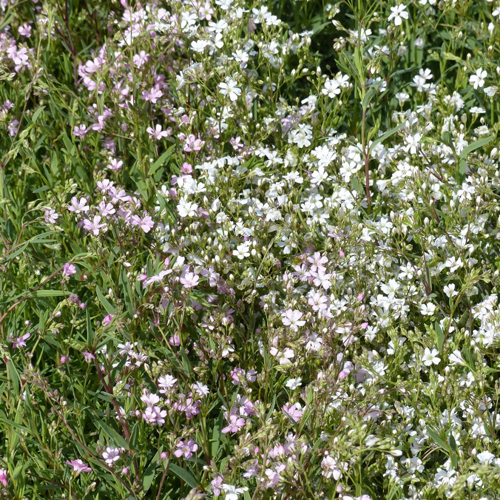 Semillas de Aliento de bebé Albarosa Mix - Gypsophila repens