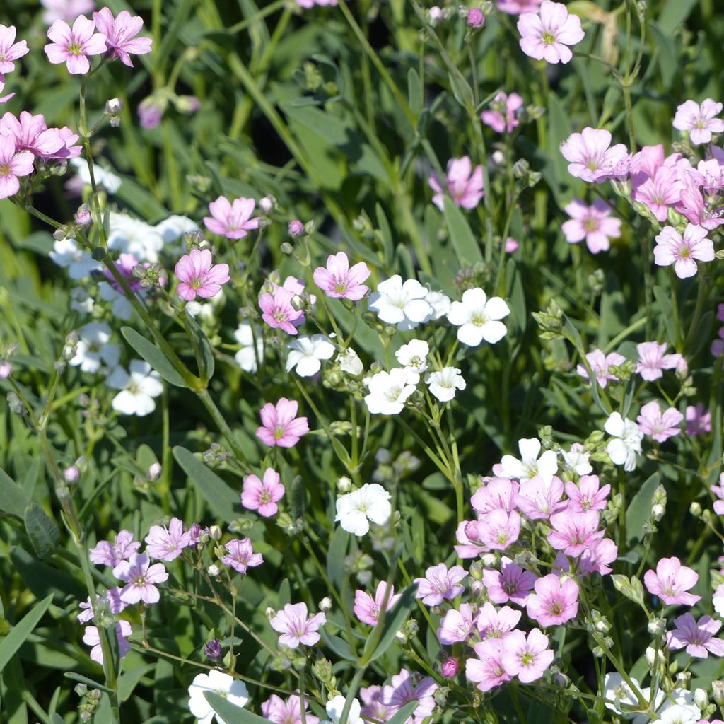 Semillas de Aliento de bebé Albarosa Mix - Gypsophila repens