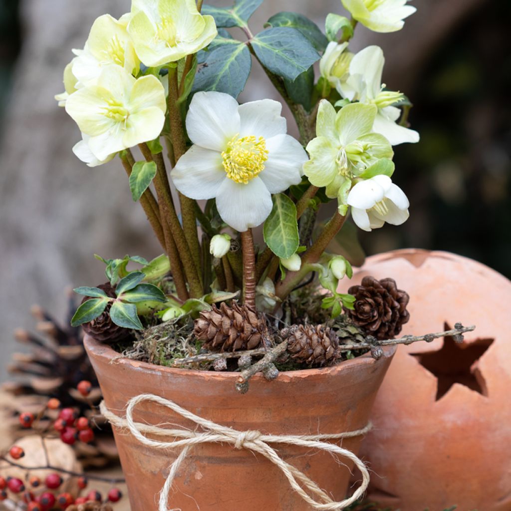 Helleborus niger (semillas) - Eléboro negro