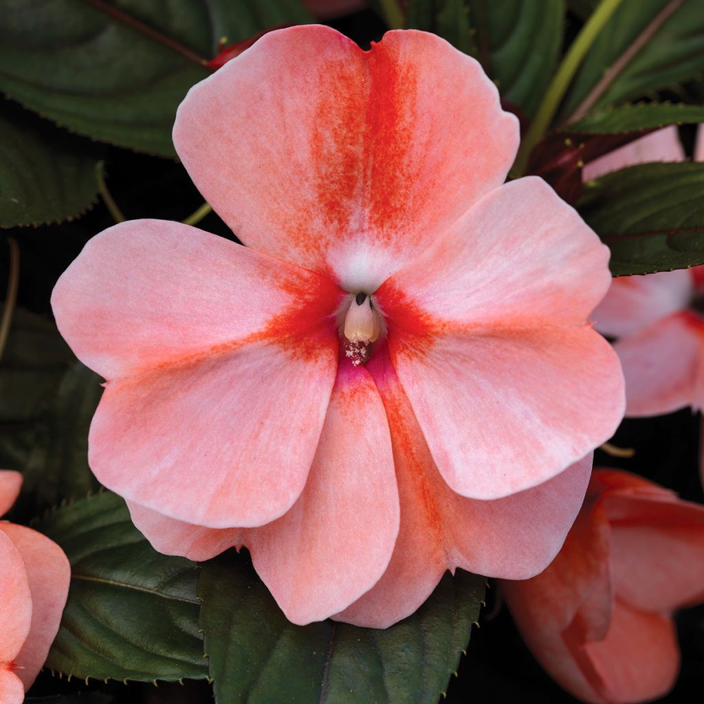 Semillas de Impatiens Florific Sweet Orange - Alegría