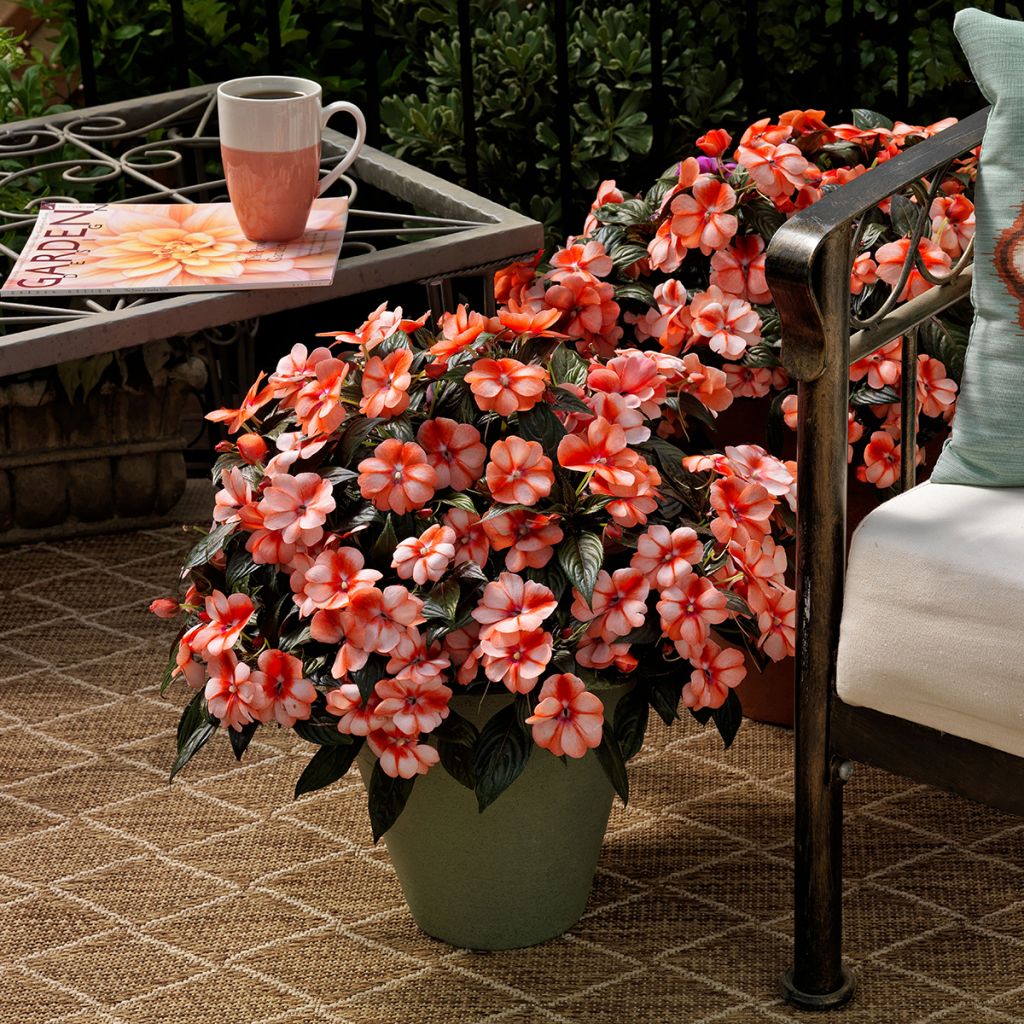 Semillas de Impatiens Florific Sweet Orange - Alegría