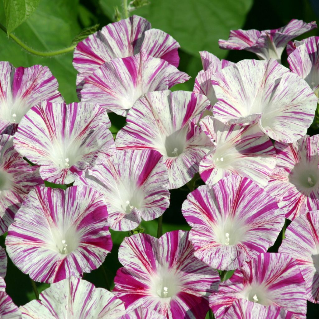 Ipomoea purpurea Venice Pink (semillas)