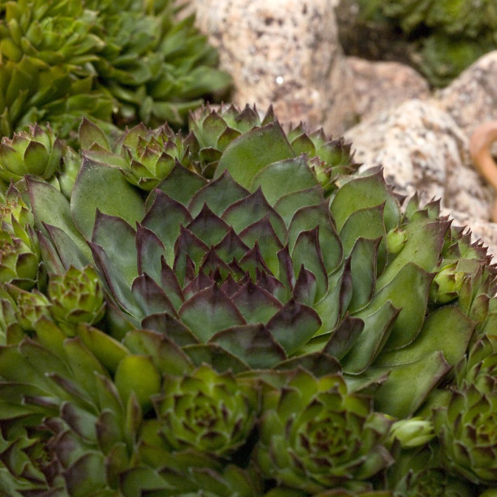 Sempervivum Hippie Chicks (semillas recubiertas) - Siempreviva