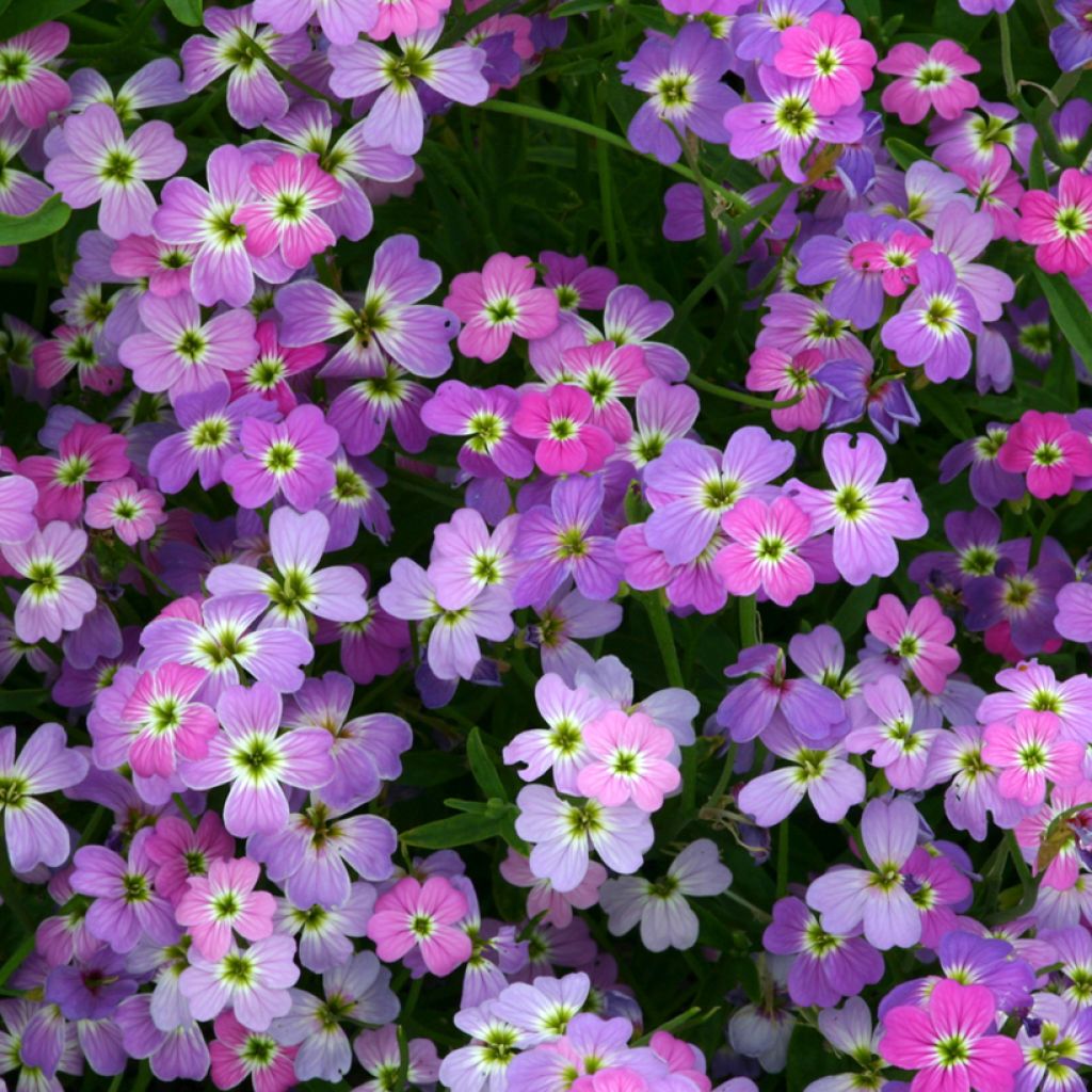 Malcolmia maritima Spring Sparkle (semillas) - Alhelí de Maó
