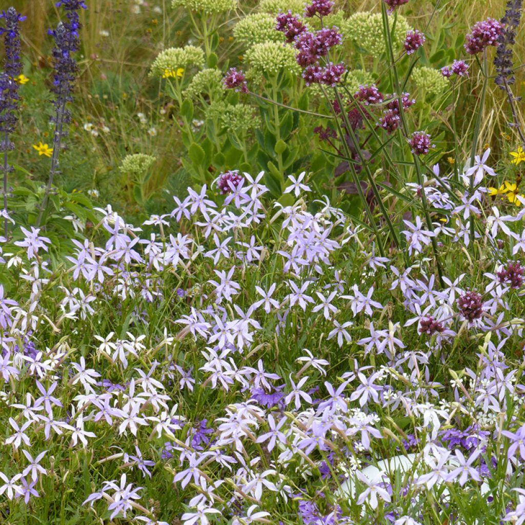 Isotoma axillaris Blue Stars