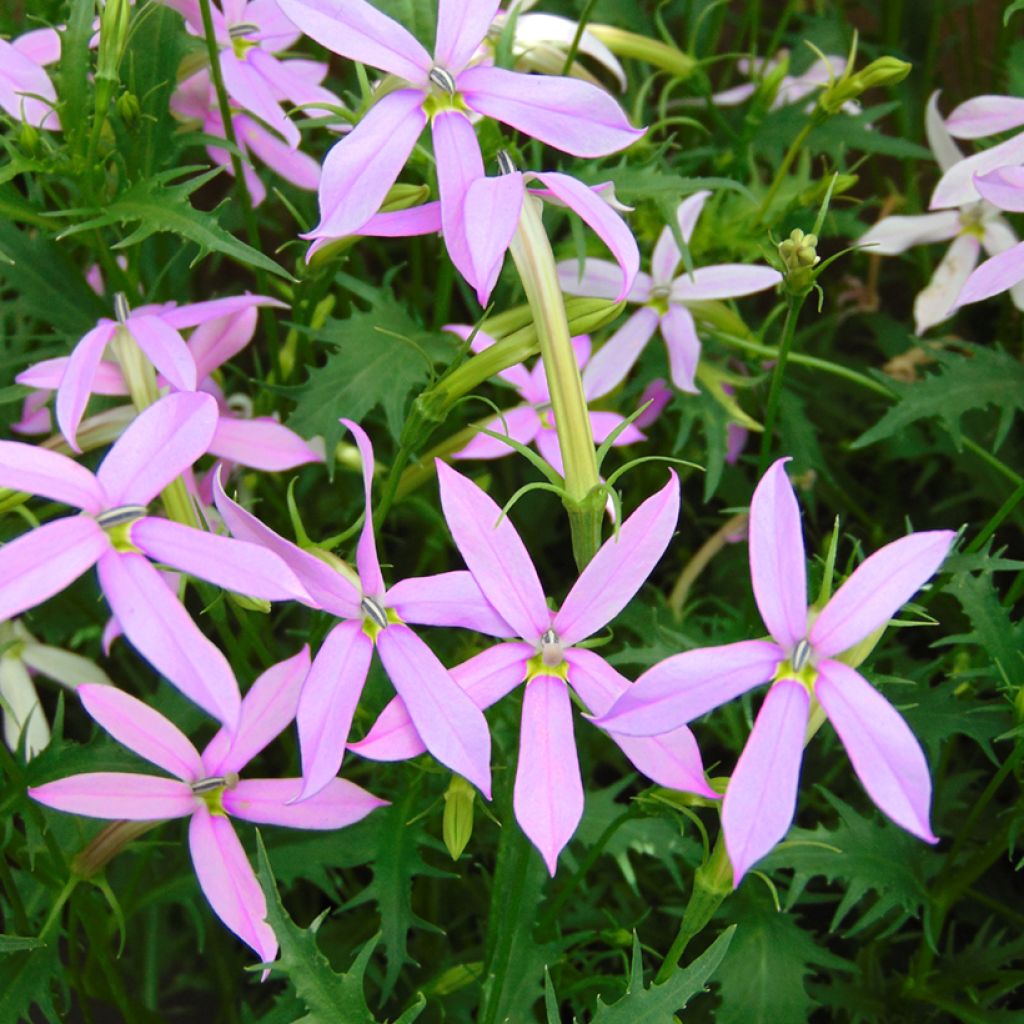 Isotoma axillaris Blue Stars