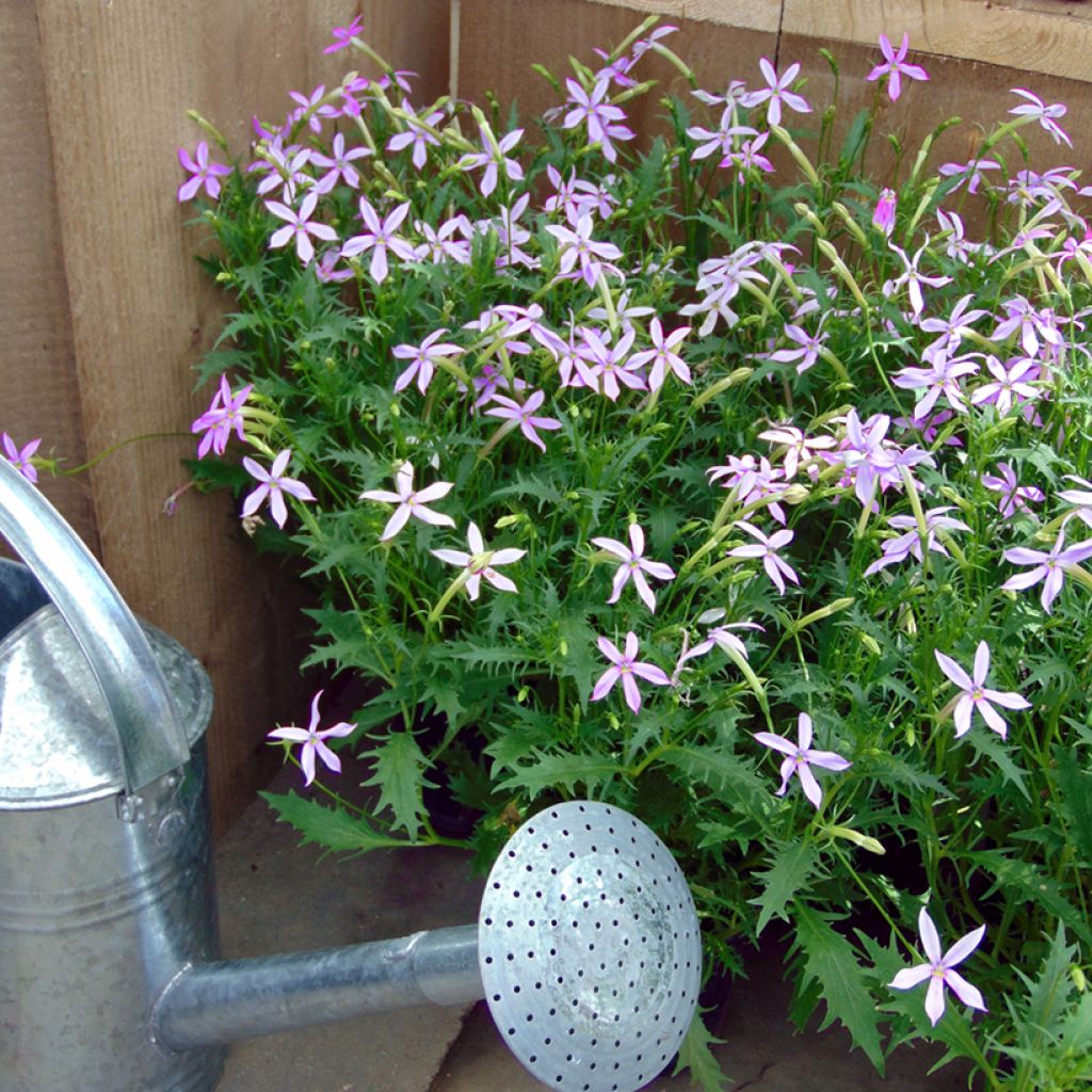 Isotoma axillaris Blue Stars