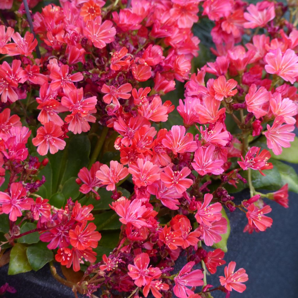 Semillas de Lewisia cotyledon Elise Ruby Red