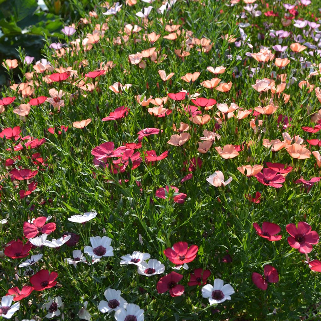 Linum grandiflorum Charmer Mix