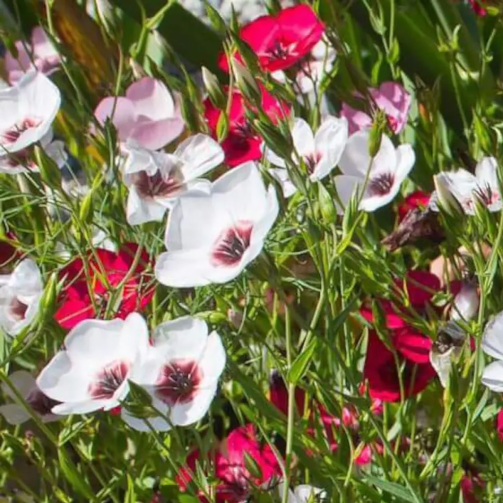Linum grandiflorum Charmer Mix