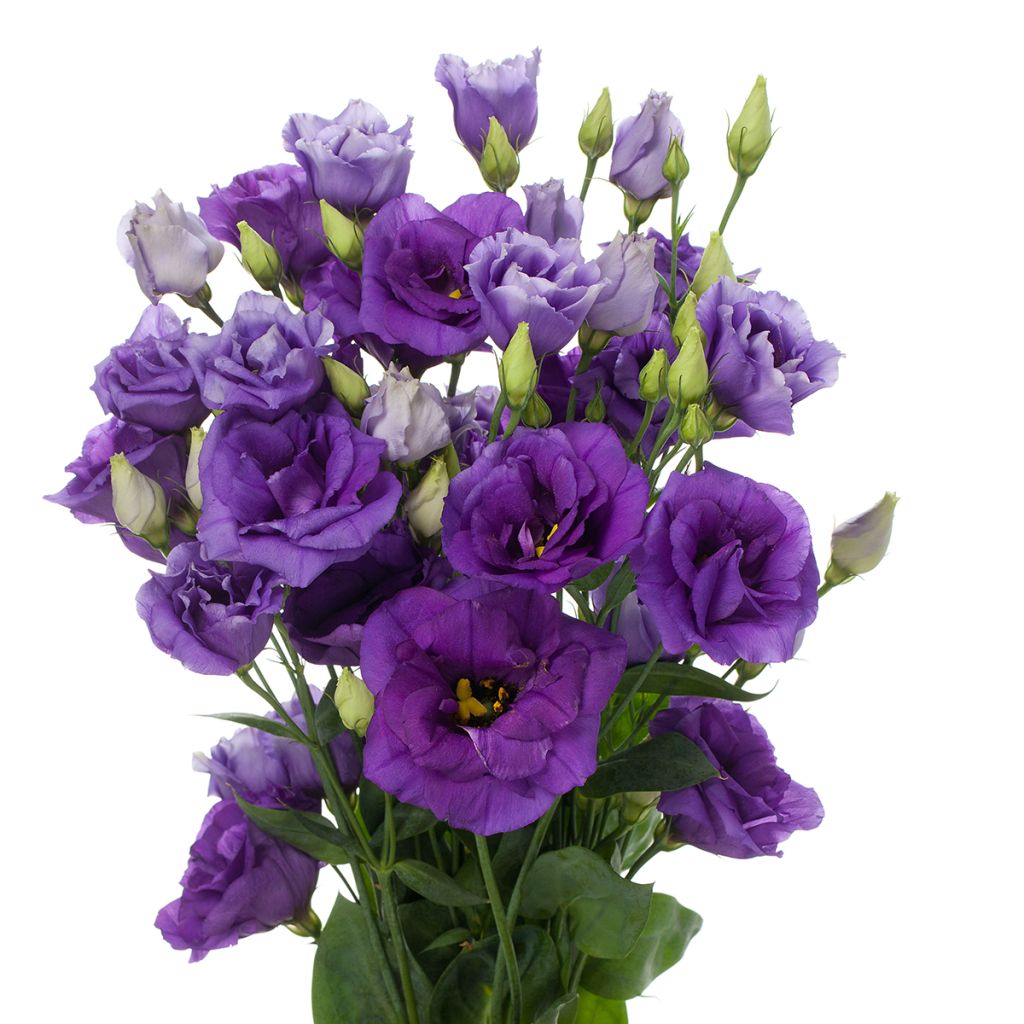 Lisianthus F1 Cessna Blue III (semillas recubiertas) - Eustoma