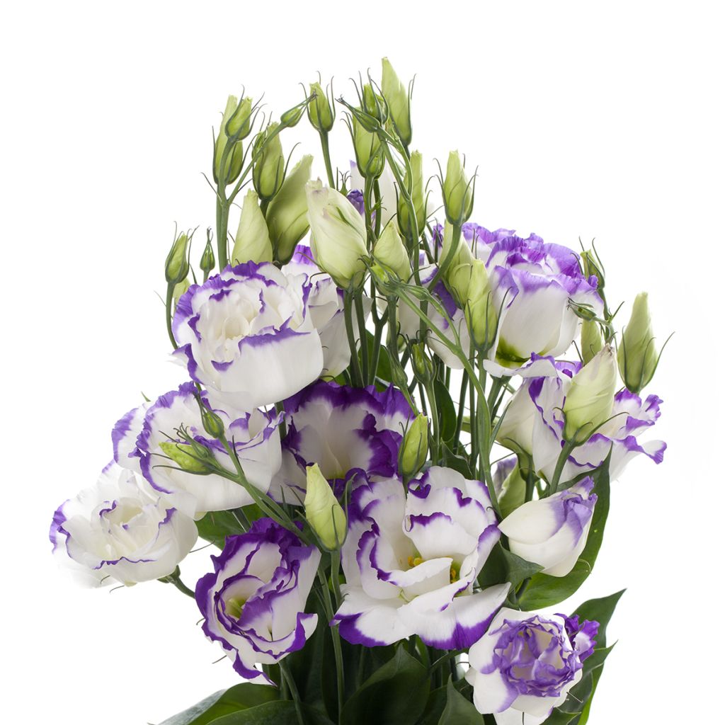 Lisianthus F1 Cessna Blue Picotee III (semillas recubiertas) - Eustoma