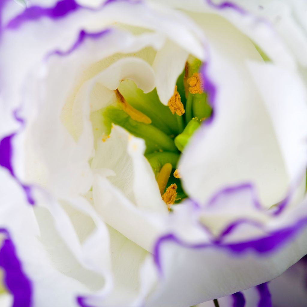 Lisianthus F1 Cessna Blue Picotee III (semillas recubiertas) - Eustoma