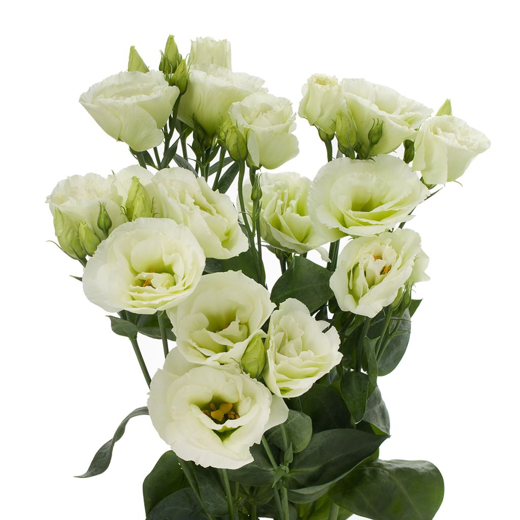 Lisianthus F1 Cessna Green III  (semillas recubiertas) - Eustoma