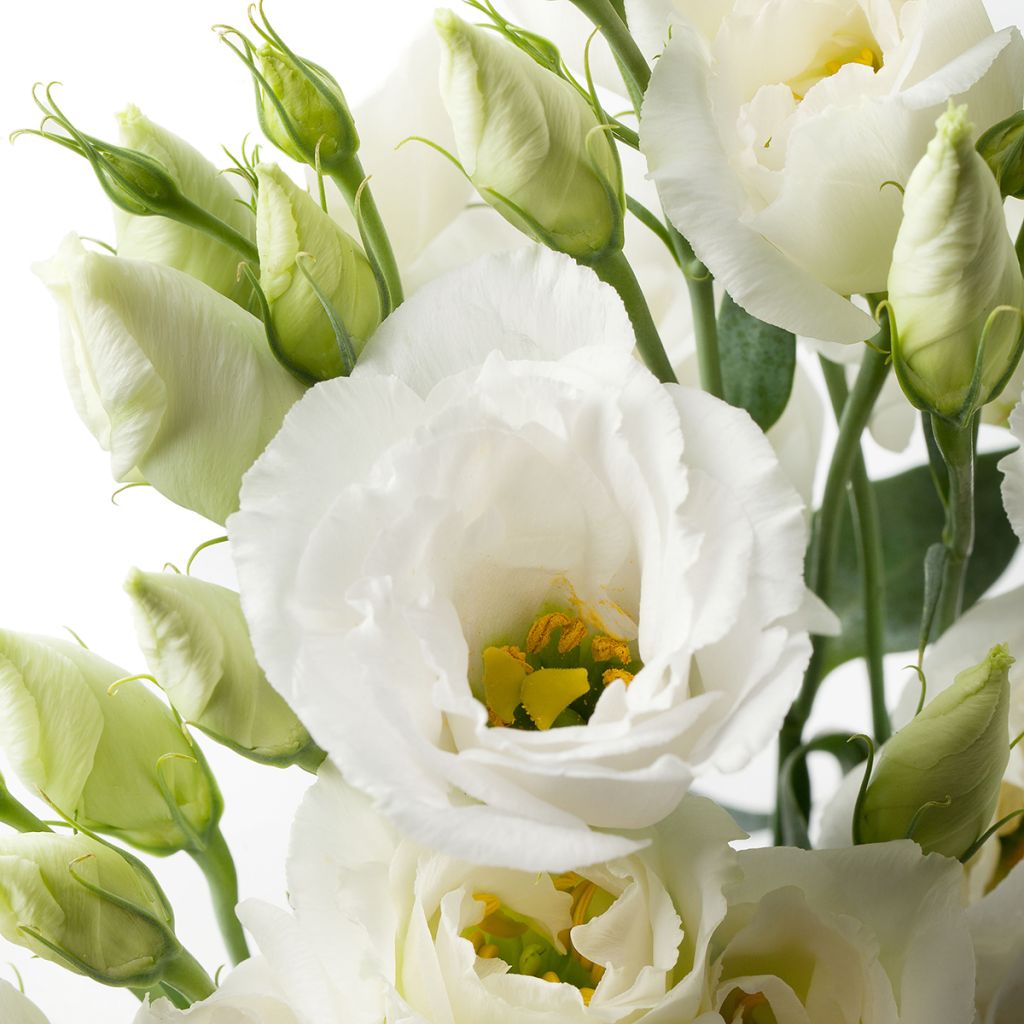 Lisianthus F1 Cessna Pure White III  (semillas recubiertas) - Eustoma