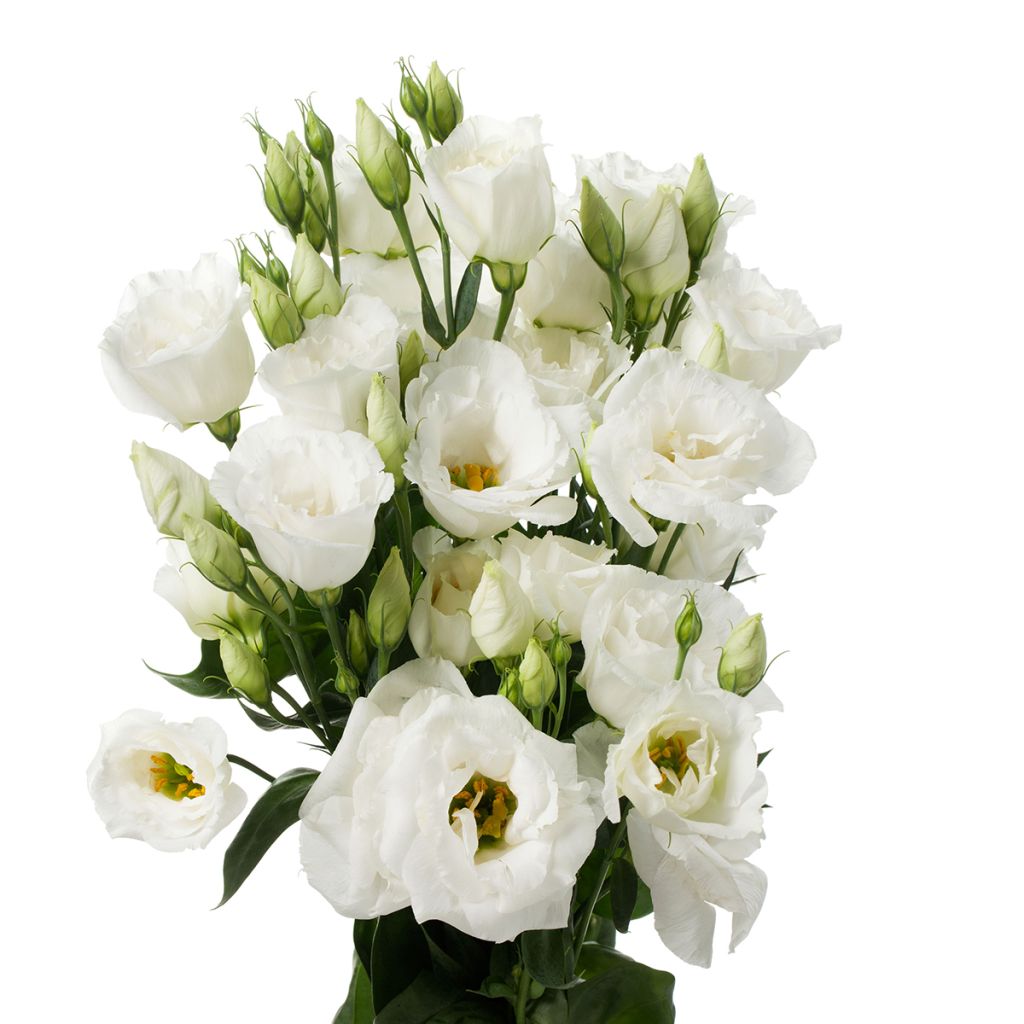 Lisianthus F1 Cessna Pure White III  (semillas recubiertas) - Eustoma
