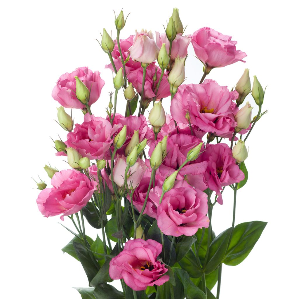 Lisianthus F1 Cessna Rose III  (semillas recubiertas) - Eustoma