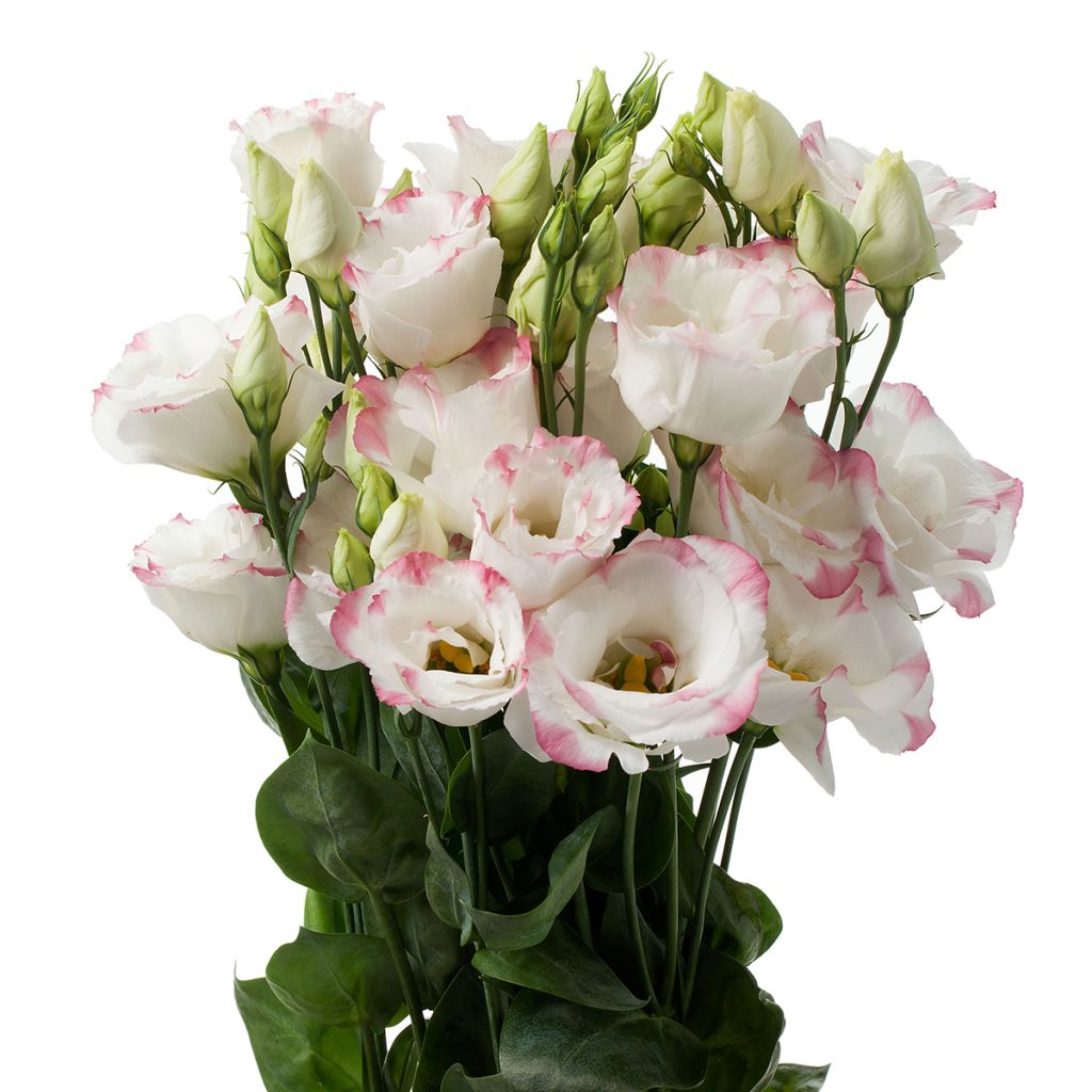 Lisianthus F1 Cessna Rose Picotee III (semillas recubiertas) - Eustoma