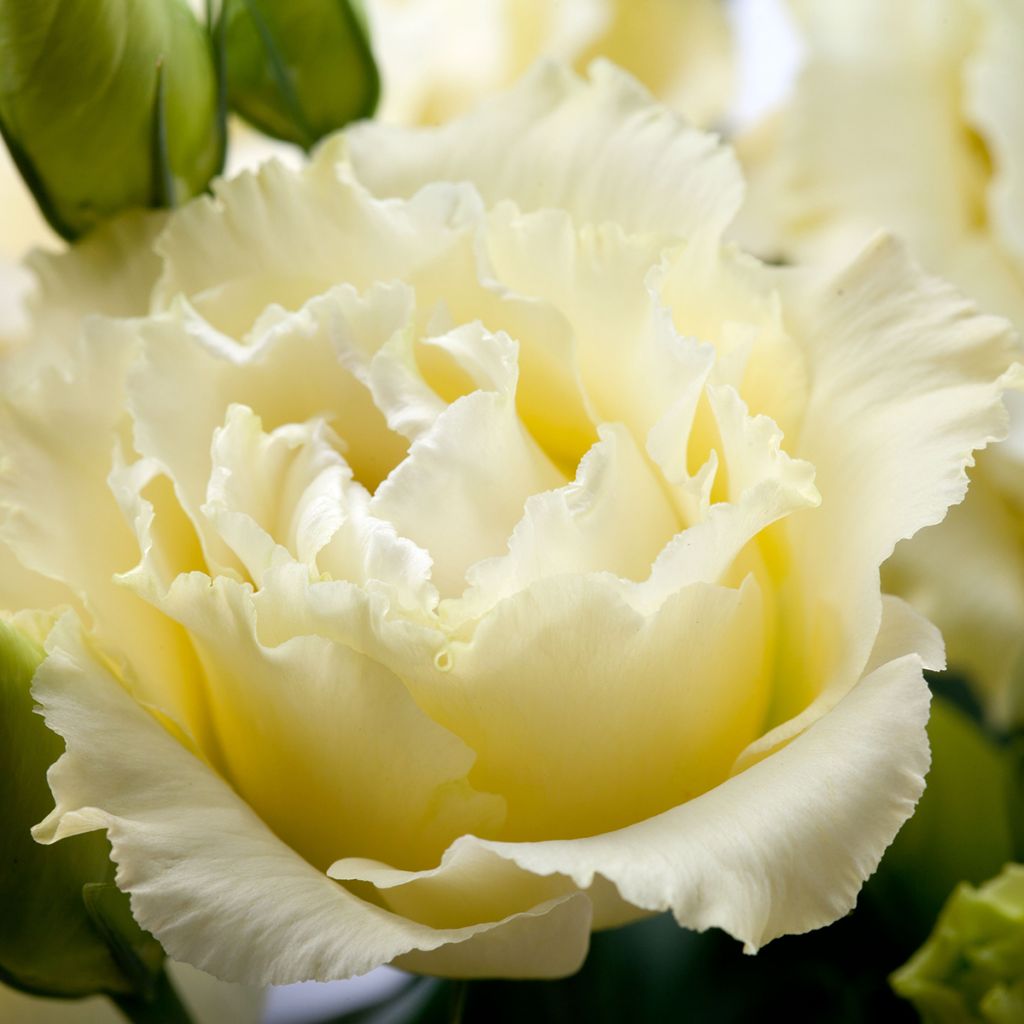 Lisianthus F1 Cessna Yellow III  (semillas recubiertas) - Eustoma