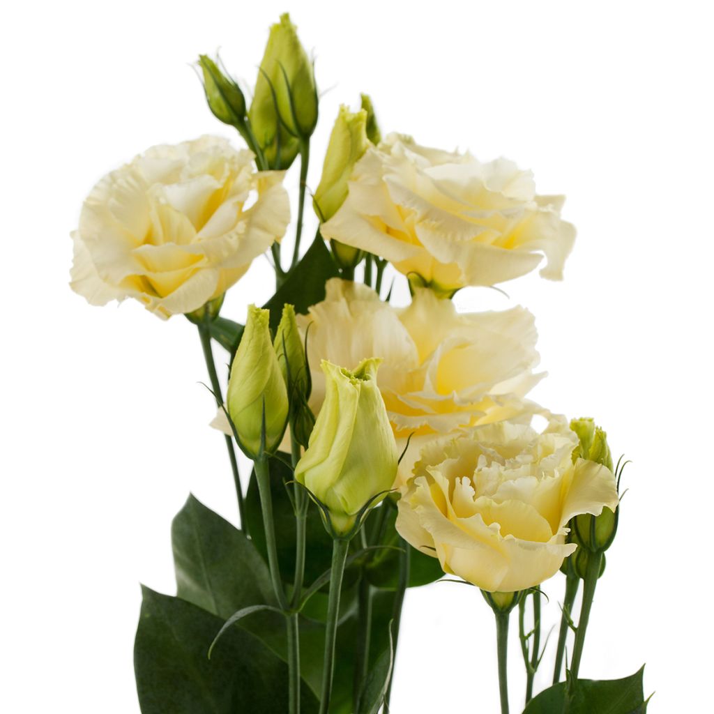 Lisianthus F1 Cessna Yellow III  (semillas recubiertas) - Eustoma