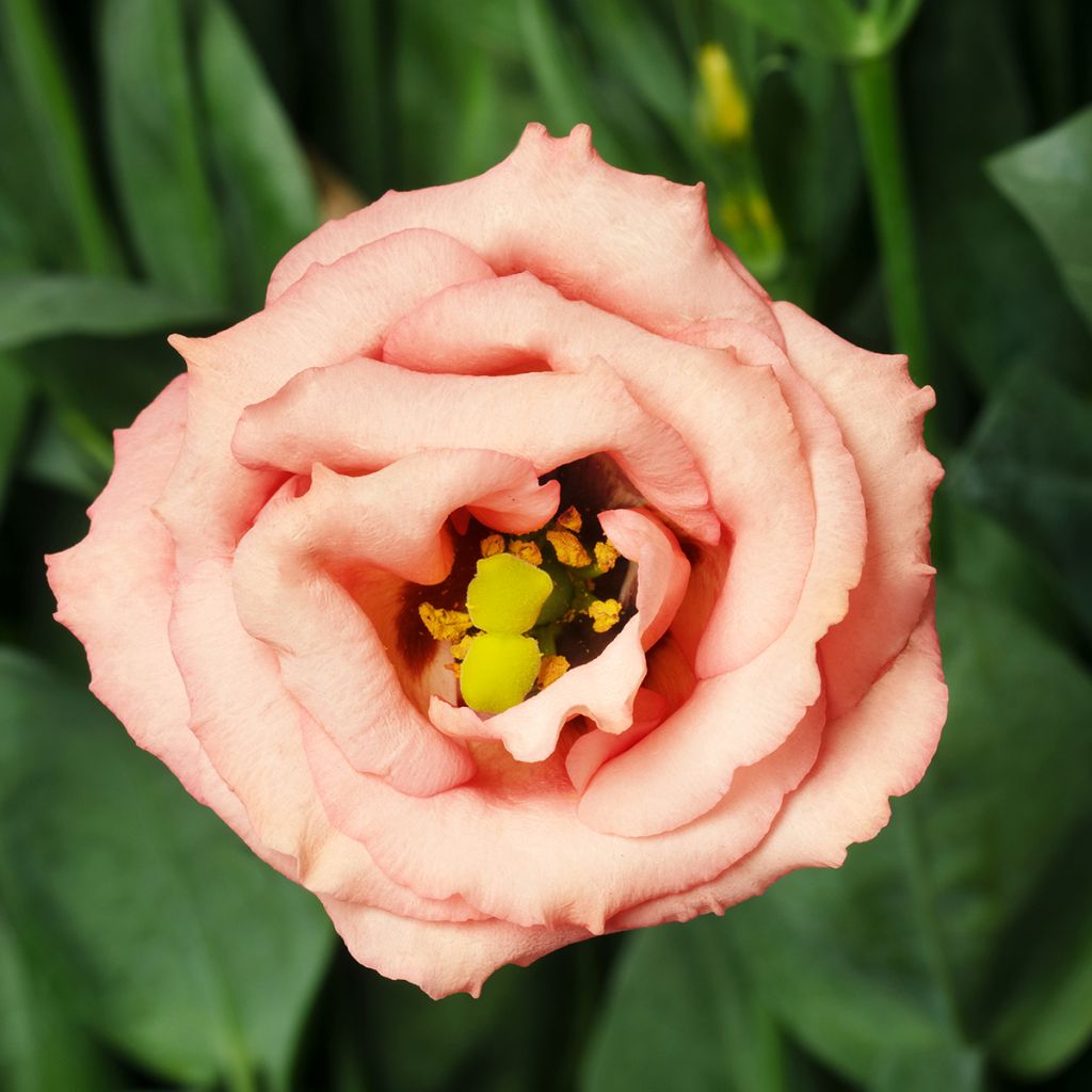 Lisianthus F1 LisAdora Apricot III  (semillas recubiertas) - Eustoma