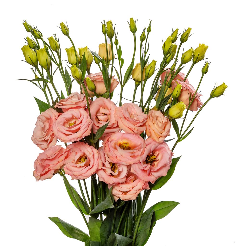Lisianthus F1 LisAdora Apricot III  (semillas recubiertas) - Eustoma