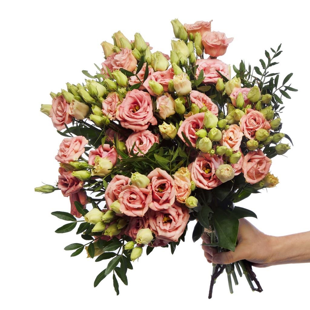 Lisianthus F1 LisAdora Apricot III  (semillas recubiertas) - Eustoma