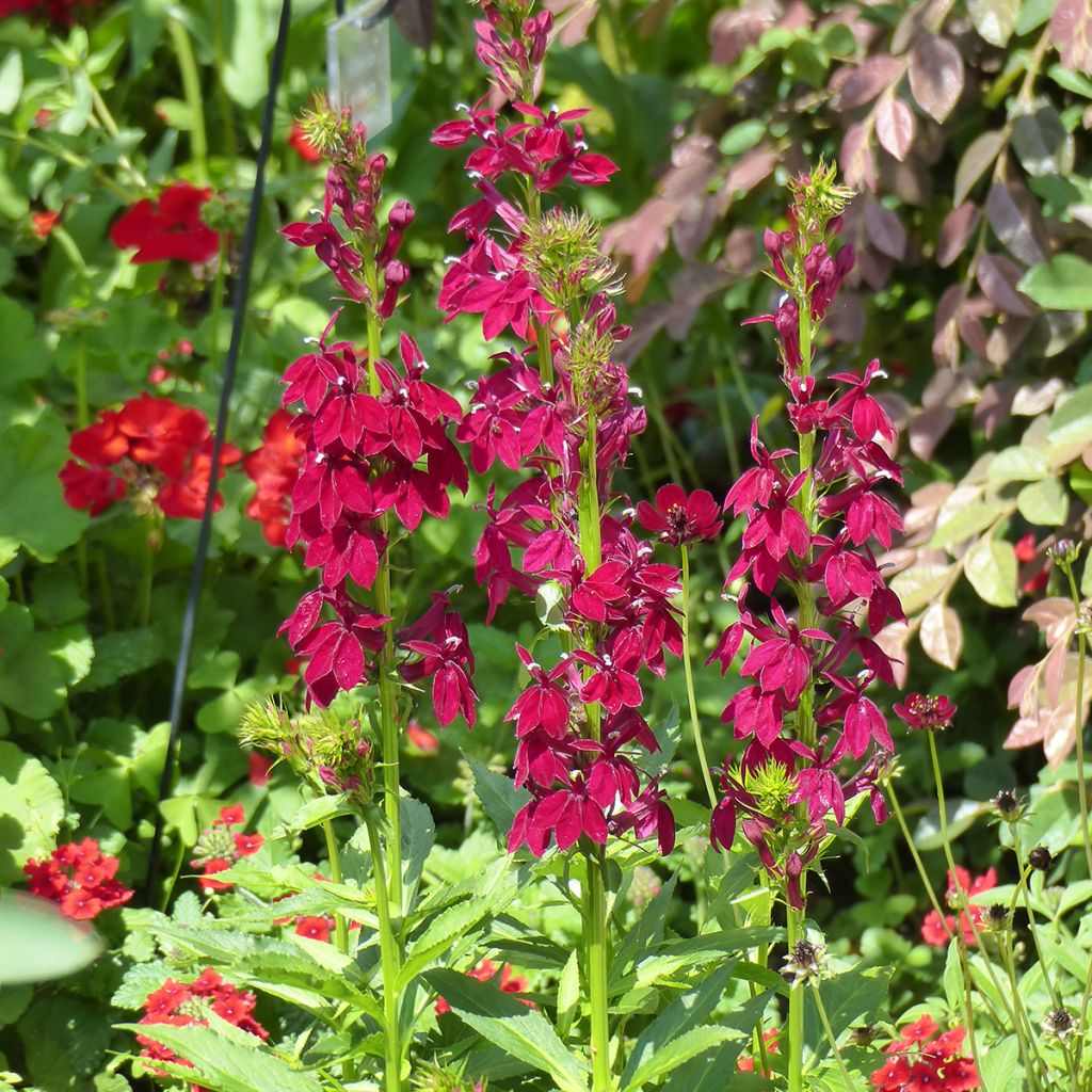 Semillas de Lobelia speciosa Fan Burgundy (semillas recubiertas)