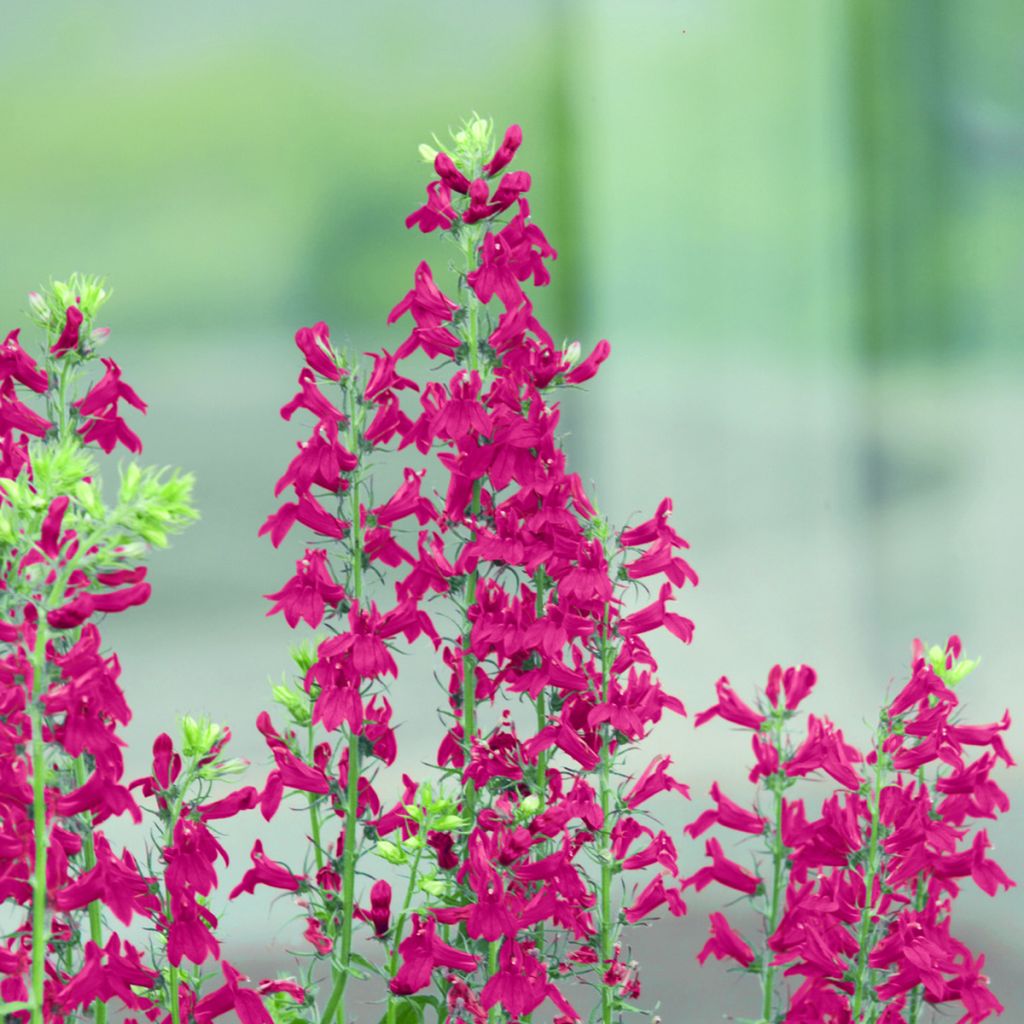 Semillas de Lobelia speciosa Fan Scarlet (semillas recubiertas)