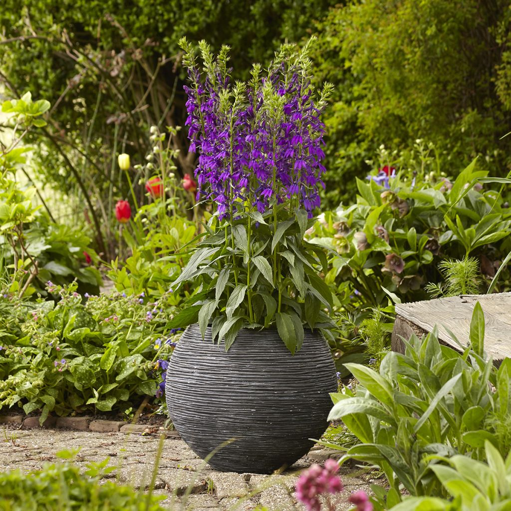 Semillas de Lobelia speciosa Starship Blue (semillas recubiertas)