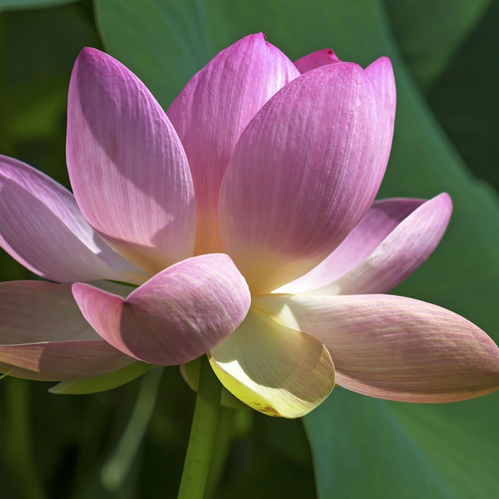 Semillas de Loto - Nelumbo nucifera