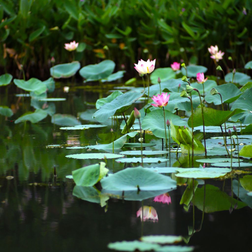 Semillas de Loto - Nelumbo nucifera