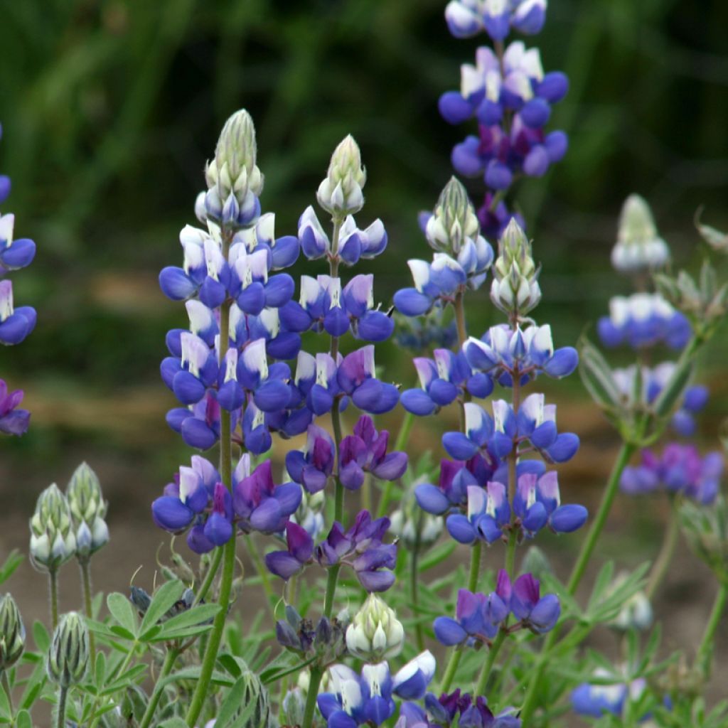 Lupinus nanus (semillas) - Altramuz