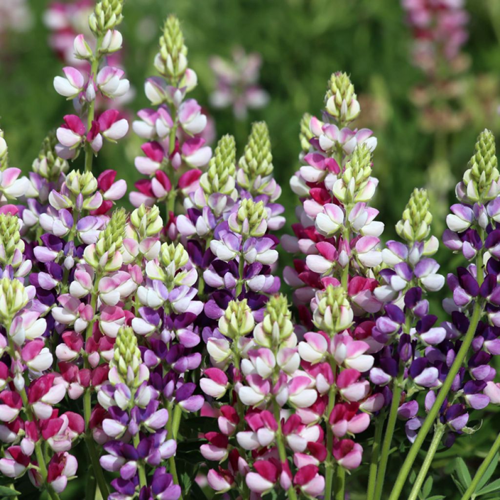 Lupinus hartwegii Avalune Bicolours Mix (semillas) - Altramuz